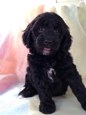 Born 9-25-15 Female Black Miniature Goldendoodle For Sale in Iowa Near Minnesota